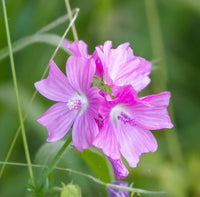 Pink Musk Mallow Flower seeds for Planting - Cottage Garden Essential, Heirloom & GMO Free Seeds for Home Garden