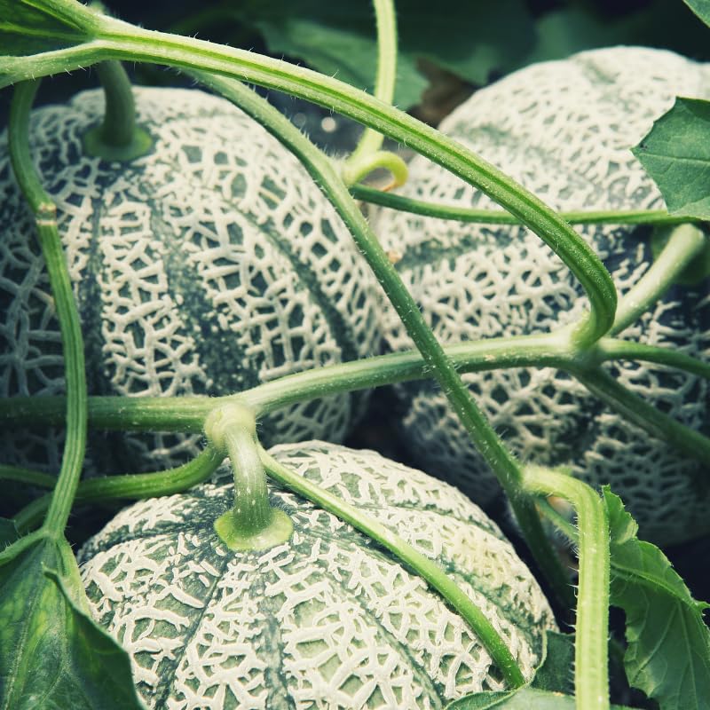 Muskmelon seeds for planting Cucumis melo