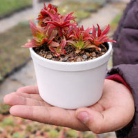 Crassula Flower seeds for Planting - Drought Tolerant, Heirloom & GMO Free Seeds for Home Garden