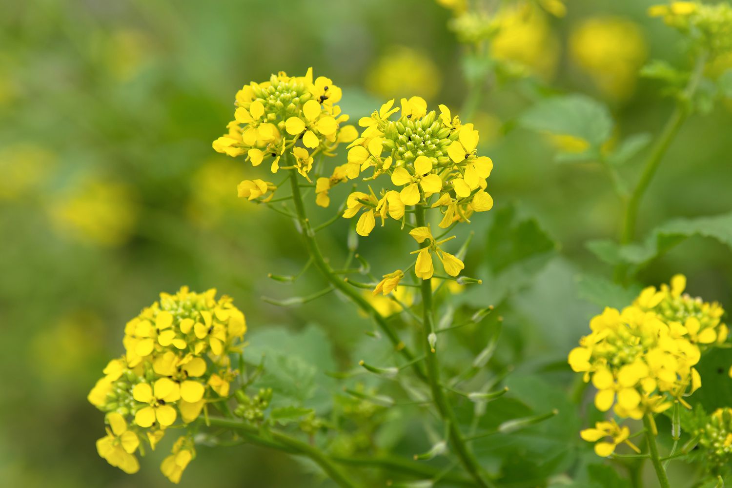 Mustard Flower seeds for Planting, Fragrant Blossoms Heirloom & GMO Free Seeds for Home Garden