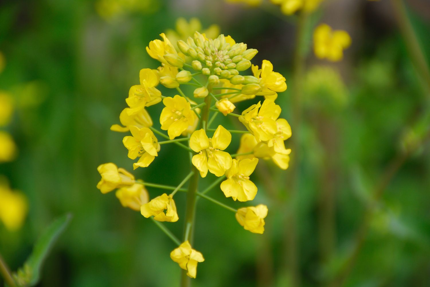 Mustard Flower seeds for Planting, Fragrant Blossoms Heirloom & GMO Free Seeds for Home Garden