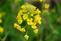 Mustard Flower seeds for Planting, Fragrant Blossoms Heirloom & GMO Free Seeds for Home Garden