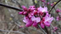 Pink Redbud Flowering Flower seeds for Planting - Drought Tolerant, Heirloom & GMO Free Seeds for Home Garden