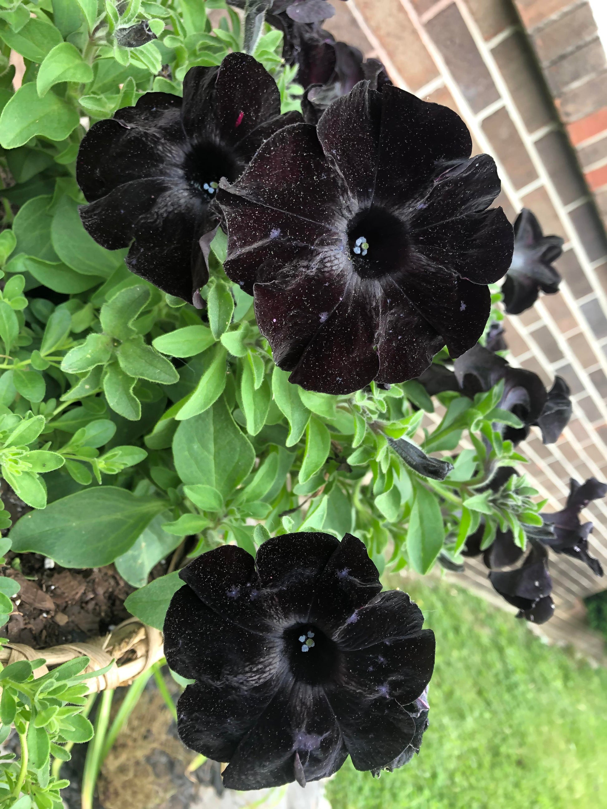 Black Cherry Petunia Flower seeds for Planting - Fragrant Blossoms, Heirloom & GMO Free Seeds for Home Garden