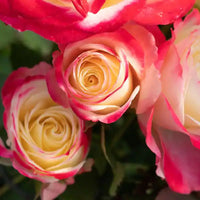 Red Cream Rose Flower seeds for Planting - Colorful Display, Heirloom & GMO Free Seeds for Home Garden
