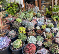 Echeveria Flower seeds for Planting Sun Loving Heirloom & GMO Free Seeds for Home Garden