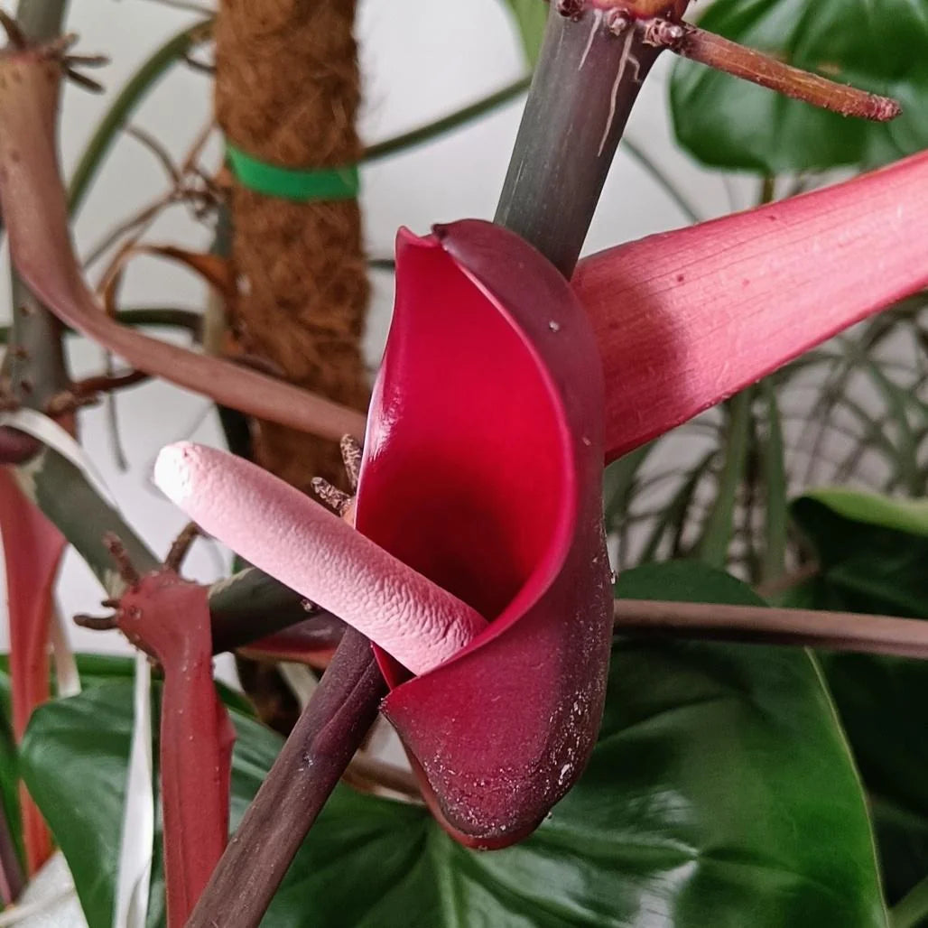 Philodendron Flower seeds for Planting Premium Quality Heirloom & GMO Free Seeds for Home Garden