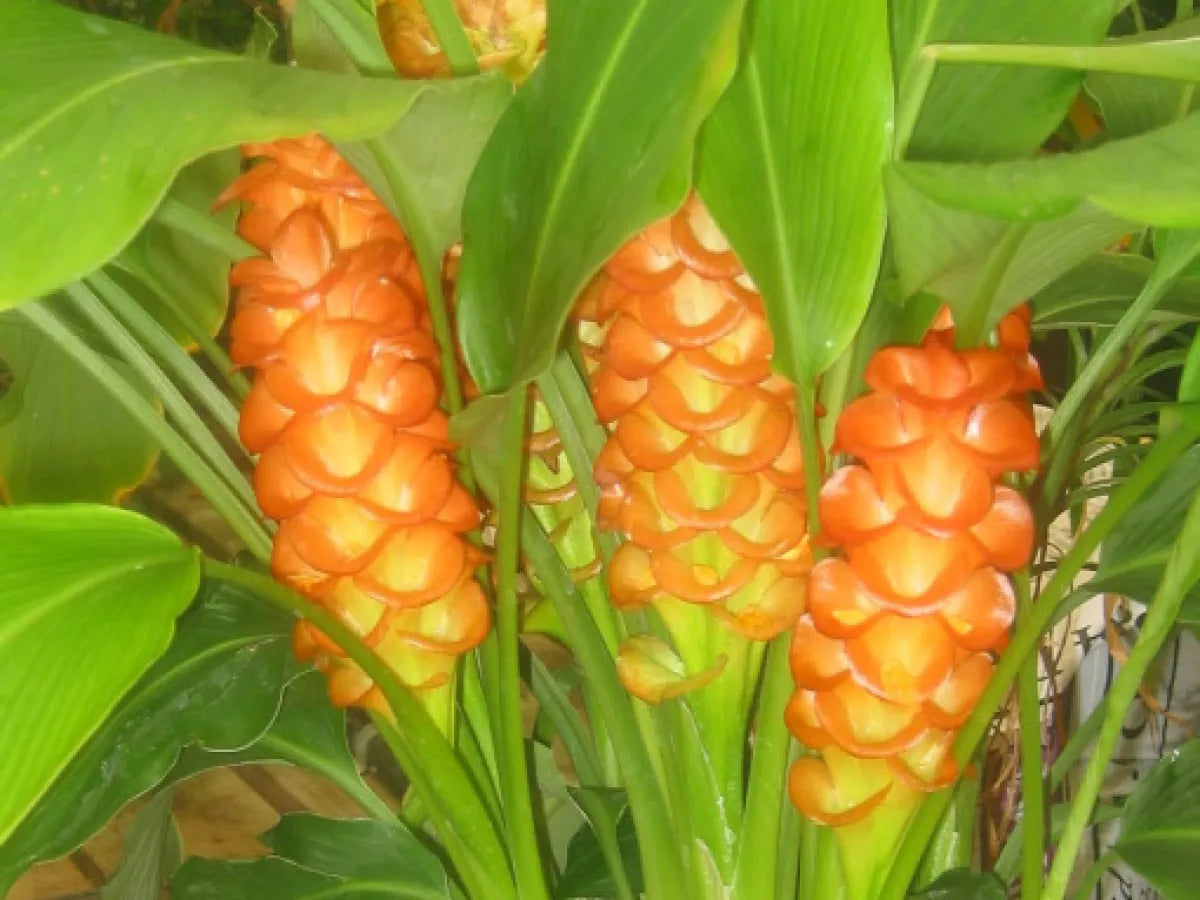 Curcuma Orange Flower Planting Seeds  Vibrant Garden Color