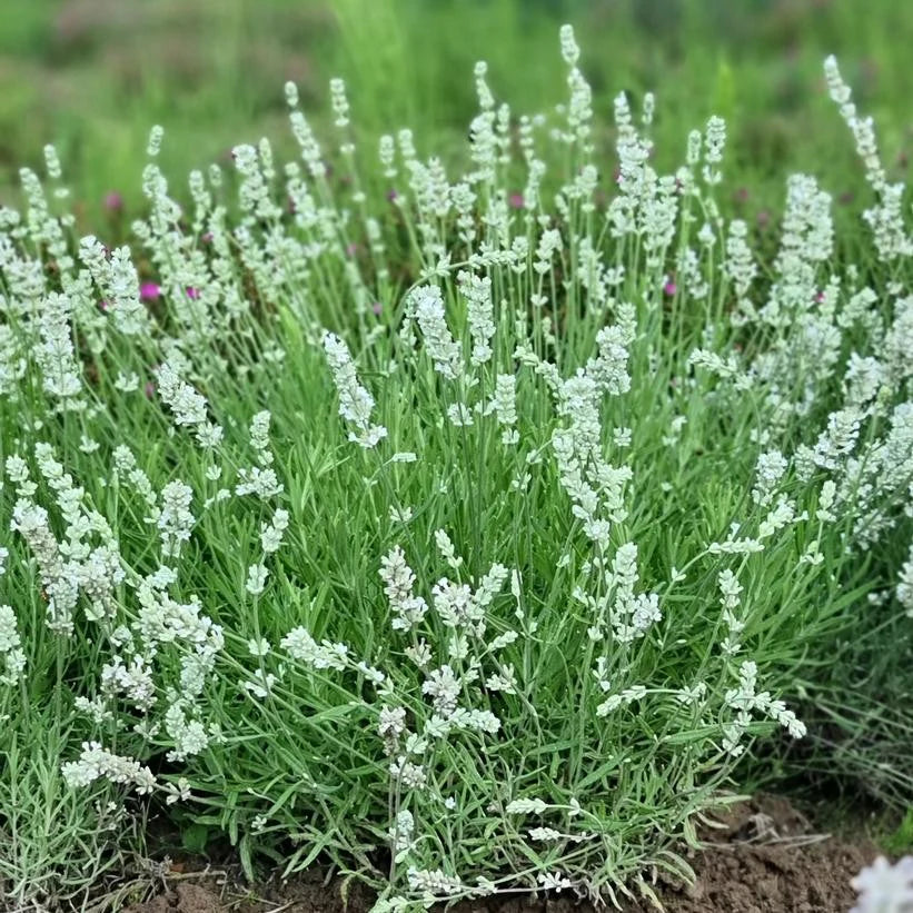 White Ellagance Snow Flower seeds for Planting - Fragrant Blossoms, Heirloom & GMO Free Seeds for Home Garden