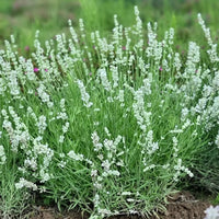 White Ellagance Snow Flower seeds for Planting - Fragrant Blossoms, Heirloom & GMO Free Seeds for Home Garden