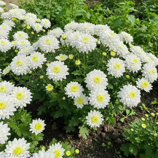 White Chrysanthemum Carinatum Flower seeds for Planting - Fragrant Blossoms, Heirloom & GMO Free Seeds for Home Garden