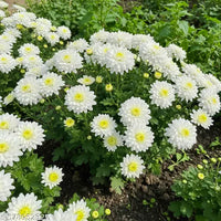 White Chrysanthemum Carinatum Flower seeds for Planting - Fragrant Blossoms, Heirloom & GMO Free Seeds for Home Garden