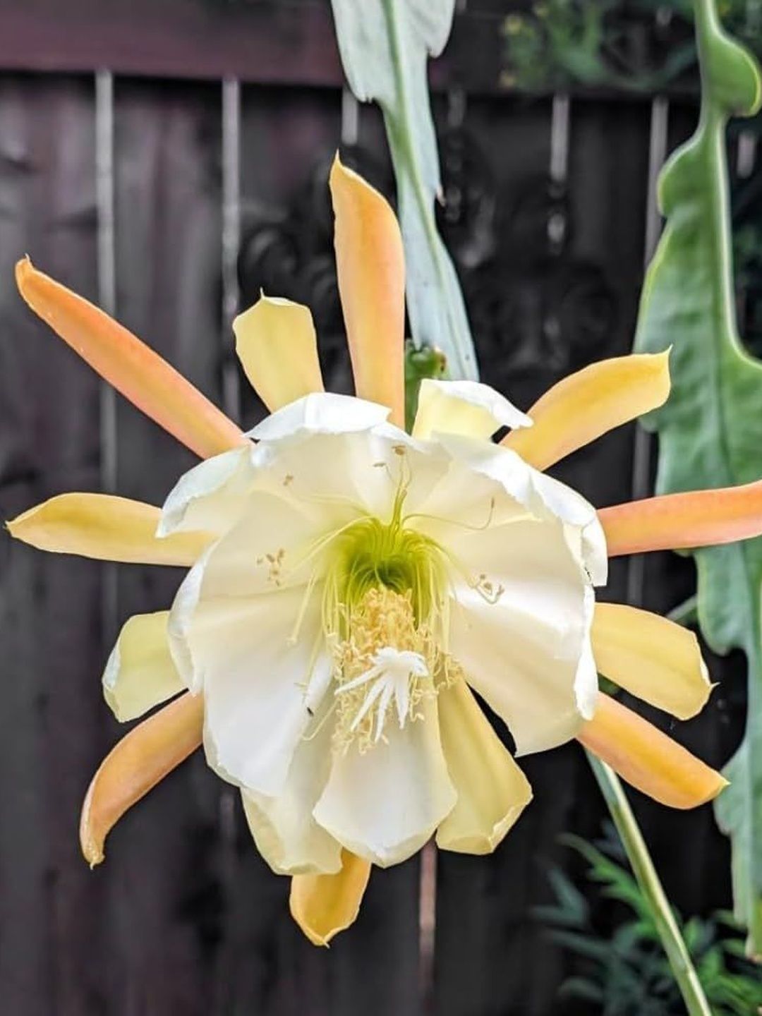 Yellow Epiphyllum Flower seeds for Planting - Drought Tolerant, Heirloom & GMO Free Seeds for Home Garden