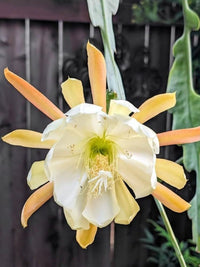 Yellow Epiphyllum Flower seeds for Planting - Drought Tolerant, Heirloom & GMO Free Seeds for Home Garden