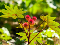 Castor Flower seeds for Planting - Low Maintenance, Heirloom & GMO Free Seeds for Home Garden