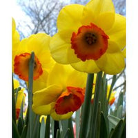 Yellow Orange Narcissus Flower Seeds for Planting Wildflower Mix Heirloom & GMO Free Seeds for Home Garden
 
 Sale