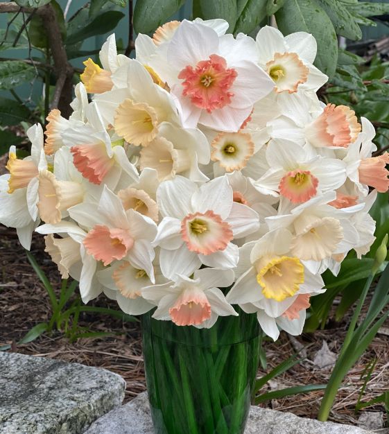 Pink Daffodils Flower seeds for Planting - Long Bloom Season, Heirloom & GMO Free Seeds for Home Garden