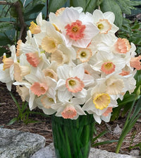 Pink Daffodils Flower seeds for Planting - Long Bloom Season, Heirloom & GMO Free Seeds for Home Garden