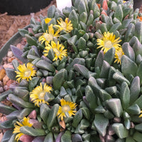 Green Nananthus Margaritiferus Flower seeds for Planting - Cottage Garden Essential, Heirloom & GMO Free Seeds for Home Garden