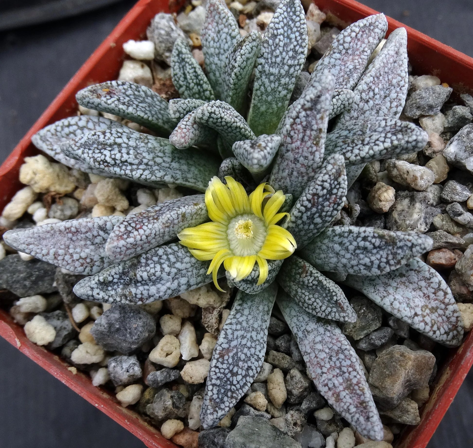 Green Nananthus Margaritiferus Flower seeds for Planting - Cottage Garden Essential, Heirloom & GMO Free Seeds for Home Garden