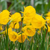 Narcissus Asturiensis Flower seeds for Planting - Perfect for Borders, Heirloom & GMO Free Seeds for Home Garden