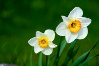 Daffodil Narcissus Flower seeds for Planting, Drought Tolerant Heirloom & GMO Free Seeds for Home Garden
