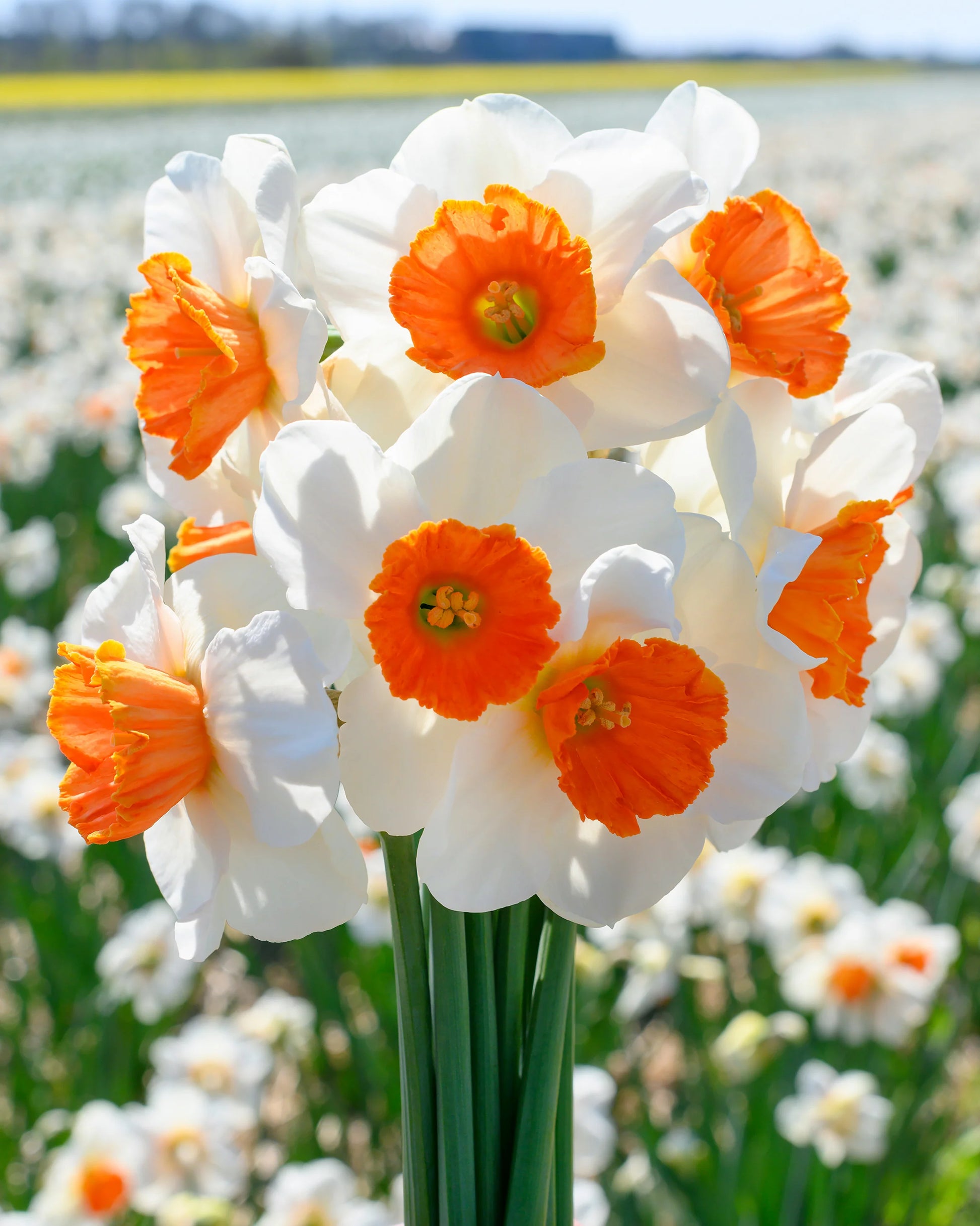 Orange White Daffodil Flower Seeds for Planting – Seasonal Bloomer Heirloom & NonGMO Seeds for Home Garden
 
 Sale