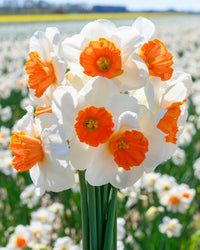 Orange White Daffodil Flower Seeds for Planting – Seasonal Bloomer Heirloom & NonGMO Seeds for Home Garden
 
 Sale
