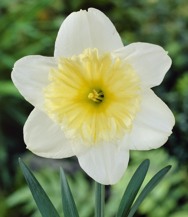 Cream Narcissus Flower seeds for Planting - Sun Loving, Heirloom & GMO Free Seeds for Home Garden