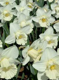 Green White Narcissus Flower Seeds for Planting Premium Quality Heirloom & GMO Free Seeds for Home Garden
 
 Sale