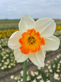 Orange White Daffodil Flower Seeds for Planting – Seasonal Bloomer Heirloom & NonGMO Seeds for Home Garden
 
 Sale