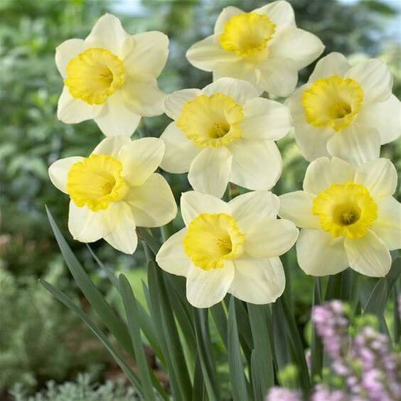 Daffodil Flower seeds for Planting - Cut Flower Favorite, Heirloom & GMO Free Seeds for Home Garden