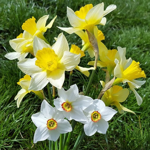 Rainbow Daffodils Flower seeds for Planting Pollinator Friendly Heirloom & GMO Free Seeds for Home Garden 
 
 Sale