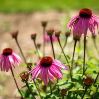 Narrow Leaf Echinacea seeds Echinacea angustifolia pollinator plant
