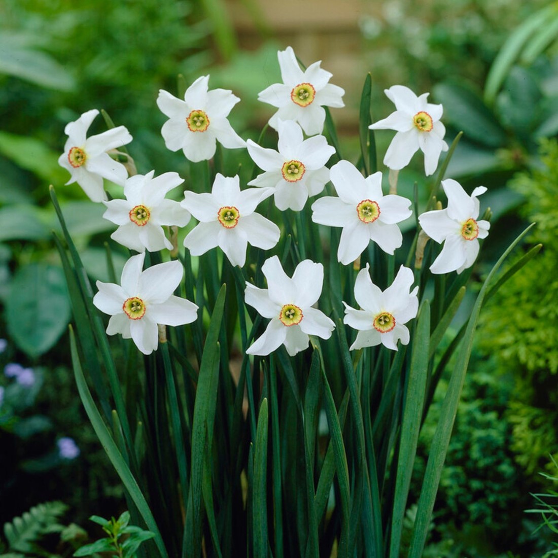 Narzissen Flower seeds for Planting - Cut Flower Favorite, Heirloom & GMO Free Seeds for Home Garden