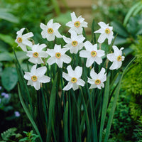 Narzissen Flower seeds for Planting - Cut Flower Favorite, Heirloom & GMO Free Seeds for Home Garden