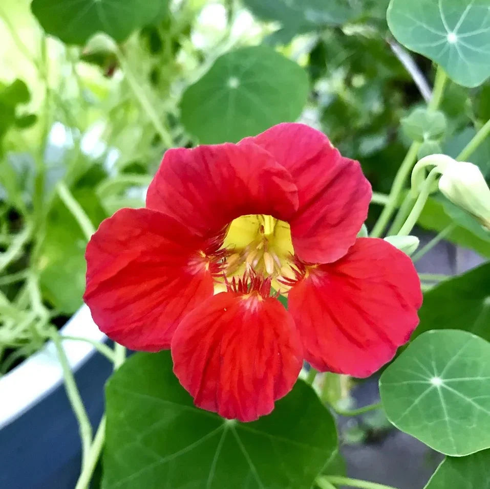 Tropaeolum Majus Nasturtium Flower seeds for Planting Bright Blooms Heirloom & GMO Free Seeds for Home Garden