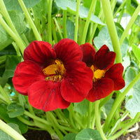 Dark Red Nasturtium Flower Seeds Pollinator Friendly Heirloom & GMO Free Seeds for Home Garden
 
 Sale