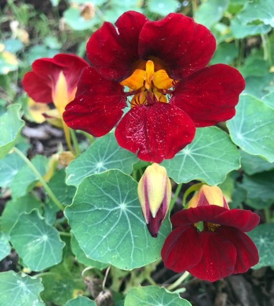 Black Velvet Nasturtium Flower seeds for Planting Premium Quality Heirloom & GMO Free Seeds for Home Garden 
 
 Sale
