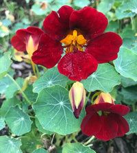 Black Velvet Nasturtium Flower seeds for Planting Premium Quality Heirloom & GMO Free Seeds for Home Garden 
 
 Sale