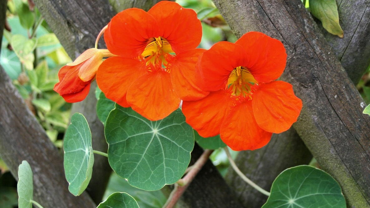 Red Hanging Nasturtium Flower seeds for Planting Colorful Display Heirloom & GMO Free Seeds for Home Garden