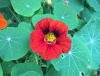 Red Nasturtium Flower seeds for Planting - Wildflower Mix, Heirloom & GMO Free Seeds for Home Garden