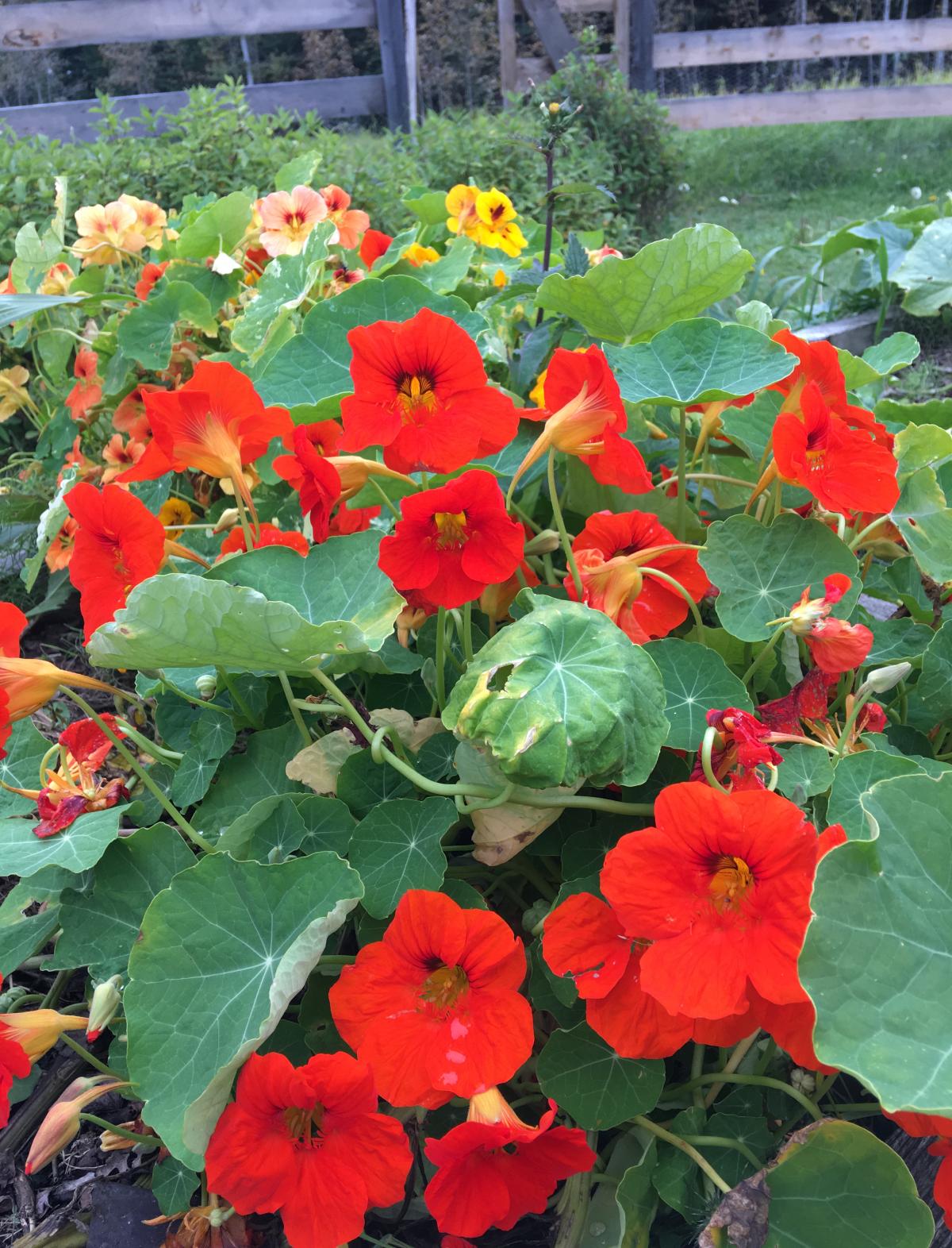 Scarlet Red Nasturtium Re-seeding Annual Flower Seeds for Bright Red Blooms in Your Garden