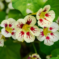 Cream Nasturtium Flower Seeds for Garden Cut Flower Favorite Heirloom & GMO Free Seeds for Home Garden
 
 Sale