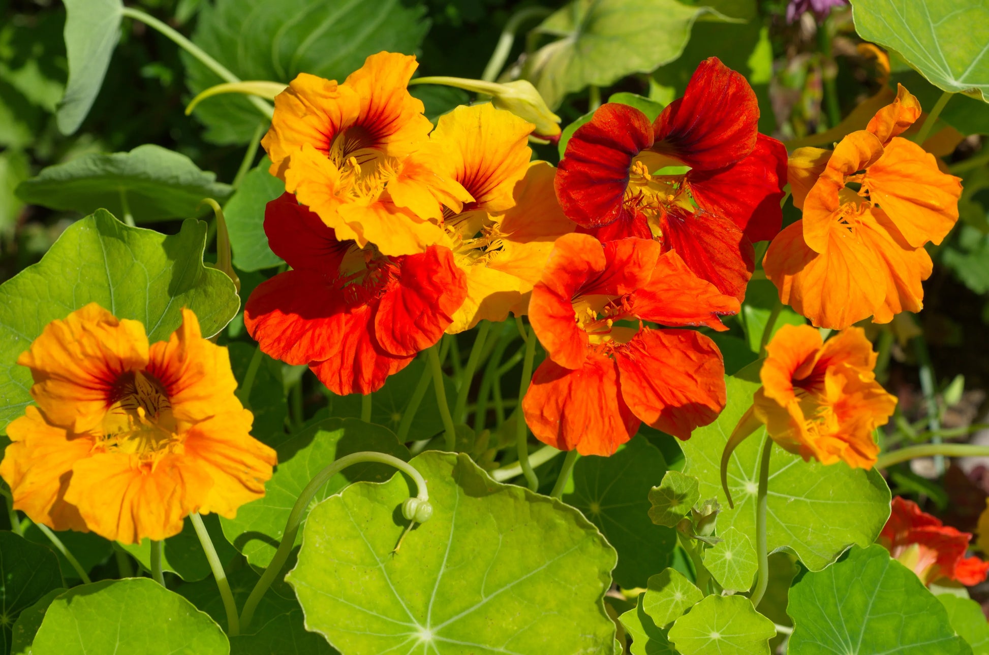 Sturt's Red Flower Seeds for Planting - Vibrant Blooms for Your Garden