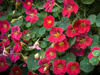 Dark Pink Nasturtium Flower seeds for Planting Garden Favorite Heirloom & GMO Free Seeds for Home Garden