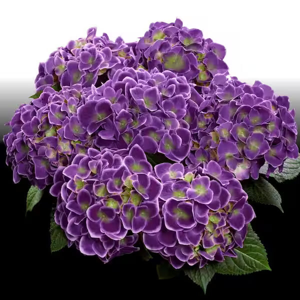 Violet Hydrangea Flower seeds for Planting Low Maintenance Heirloom & GMO Free Seeds for Home Garden 
 
 Sale