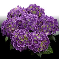 Violet Hydrangea Flower seeds for Planting Low Maintenance Heirloom & GMO Free Seeds for Home Garden 
 
 Sale