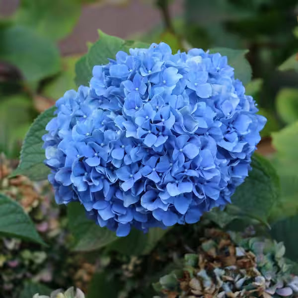 Deep Blue Hydrangea Flower seeds for Planting - Pollinator Friendly, Heirloom & GMO Free Seeds for Home Garden