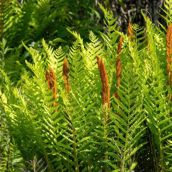 Cinnamon Fern Spores Flower seeds for Planting - Seasonal Bloomer, Heirloom & GMO Free Seeds for Home Garden
